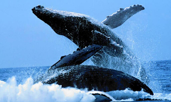 Whale Wallpapers