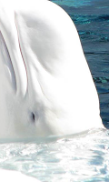 Whale Wallpapers