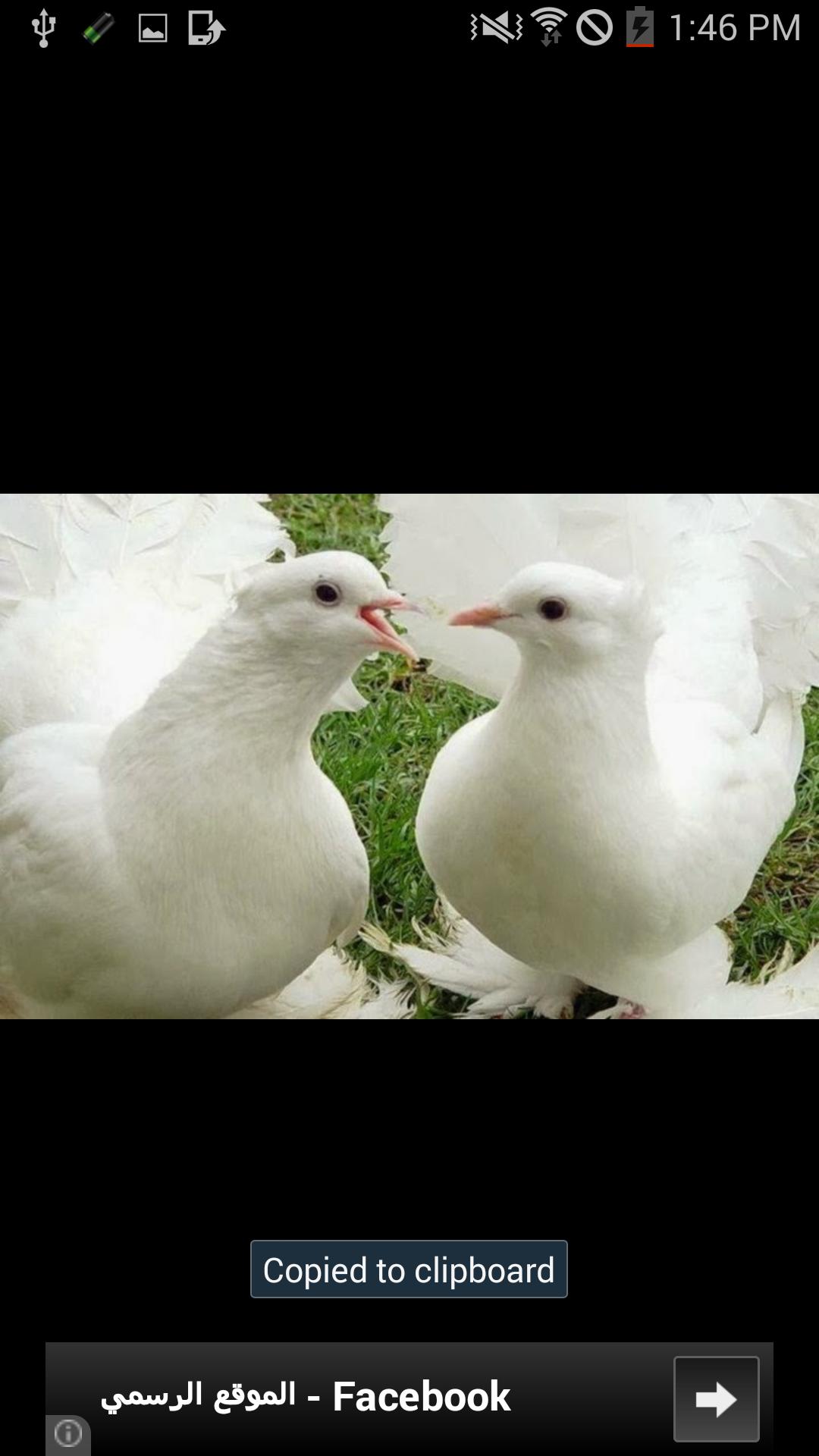 Bird Sounds