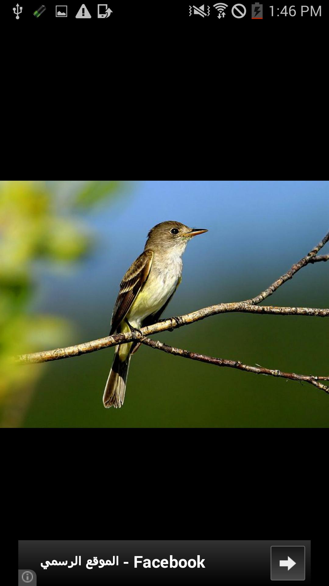 Bird Sounds