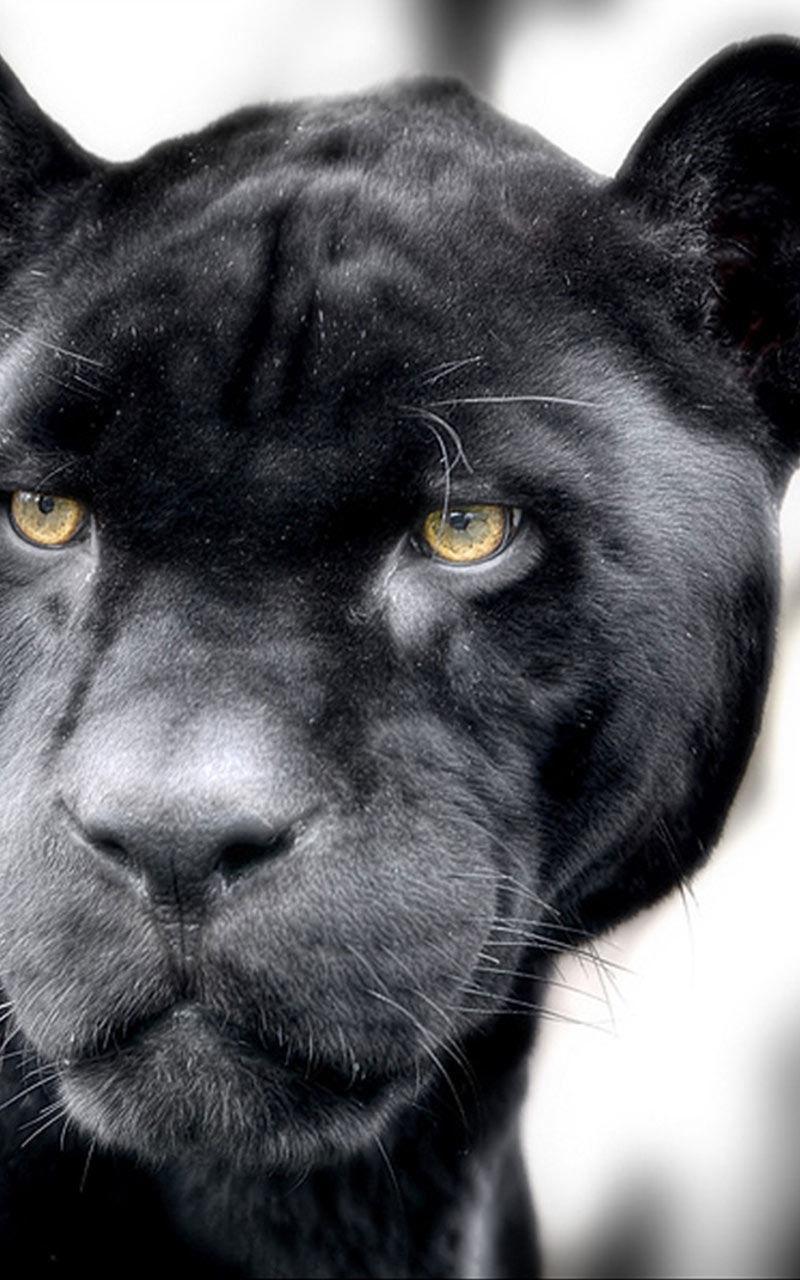 Black Panther Live Wallpaper