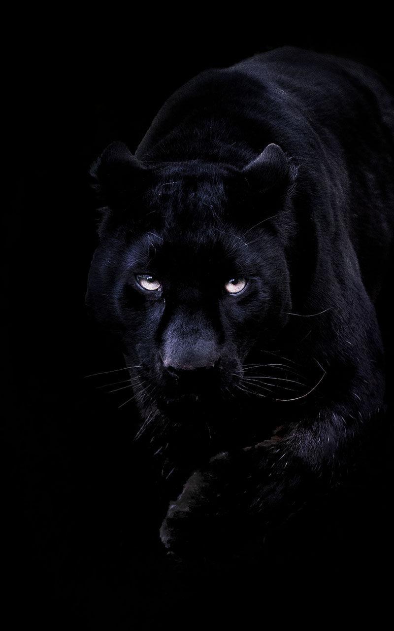 Black Panther Live Wallpaper
