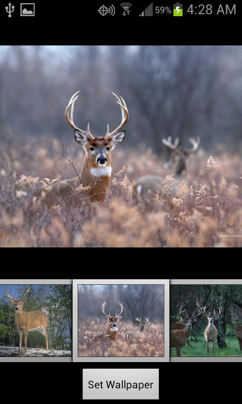 HD Deer Wallpapers