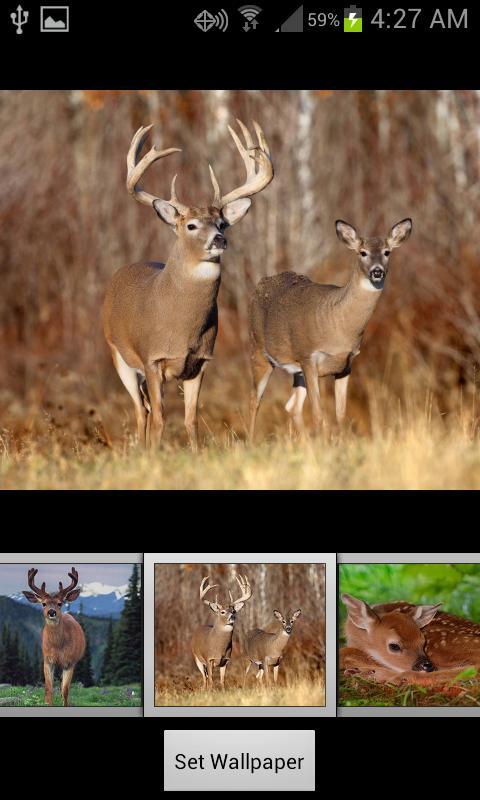 HD Deer Wallpapers