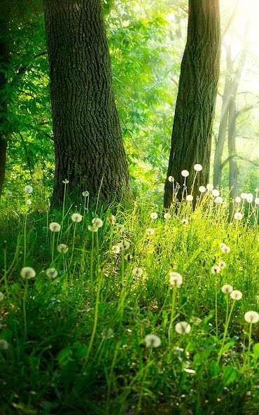Forest Live Wallpaper