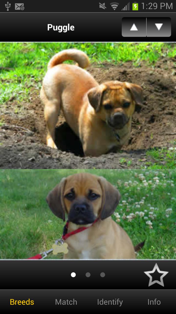 Perfect Dog Free