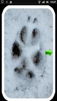 Fox Call