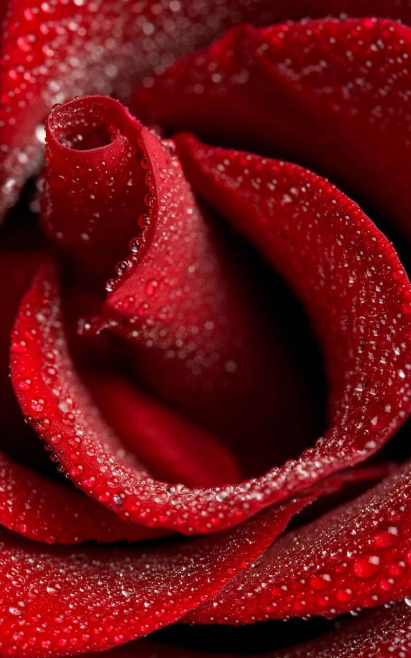 Red Rose Live Wallpaper
