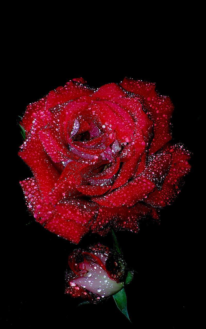 Red Rose Live Wallpaper