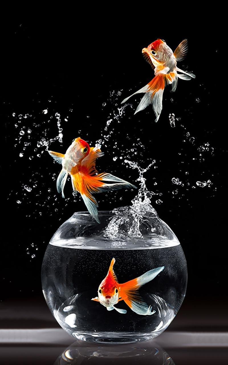 Gold Fish Live Wallpaper
