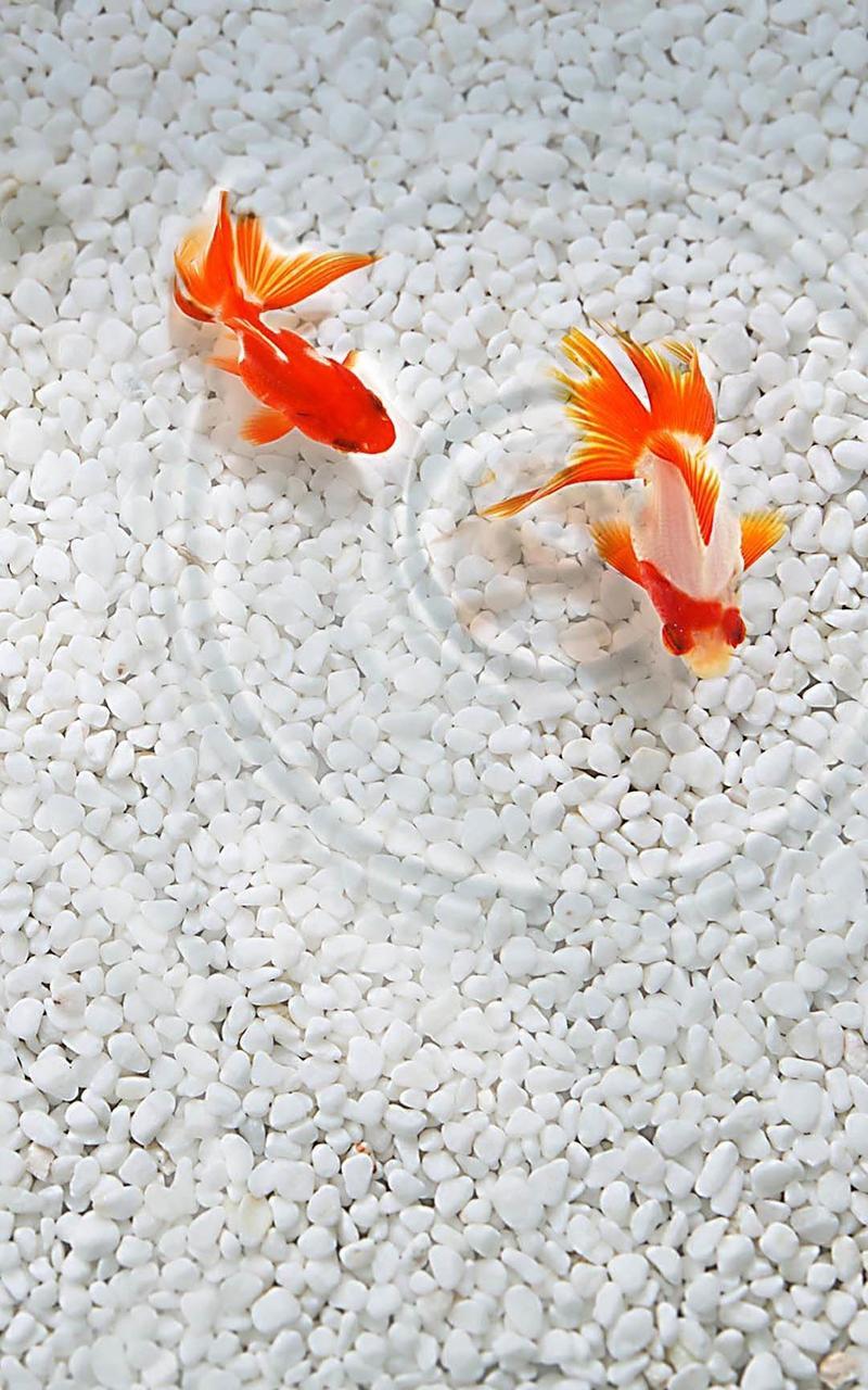 Gold Fish Live Wallpaper