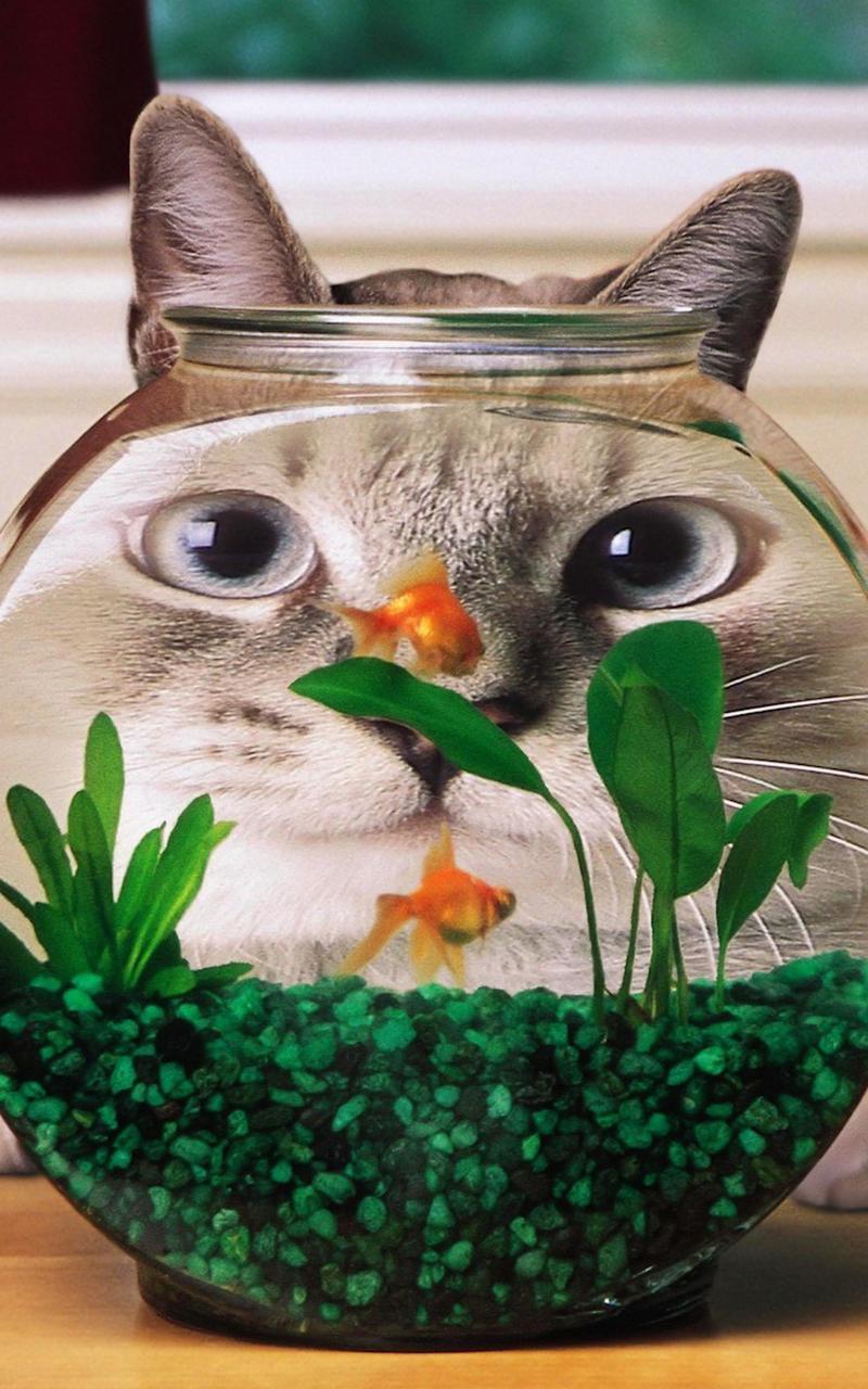 Gold Fish Live Wallpaper